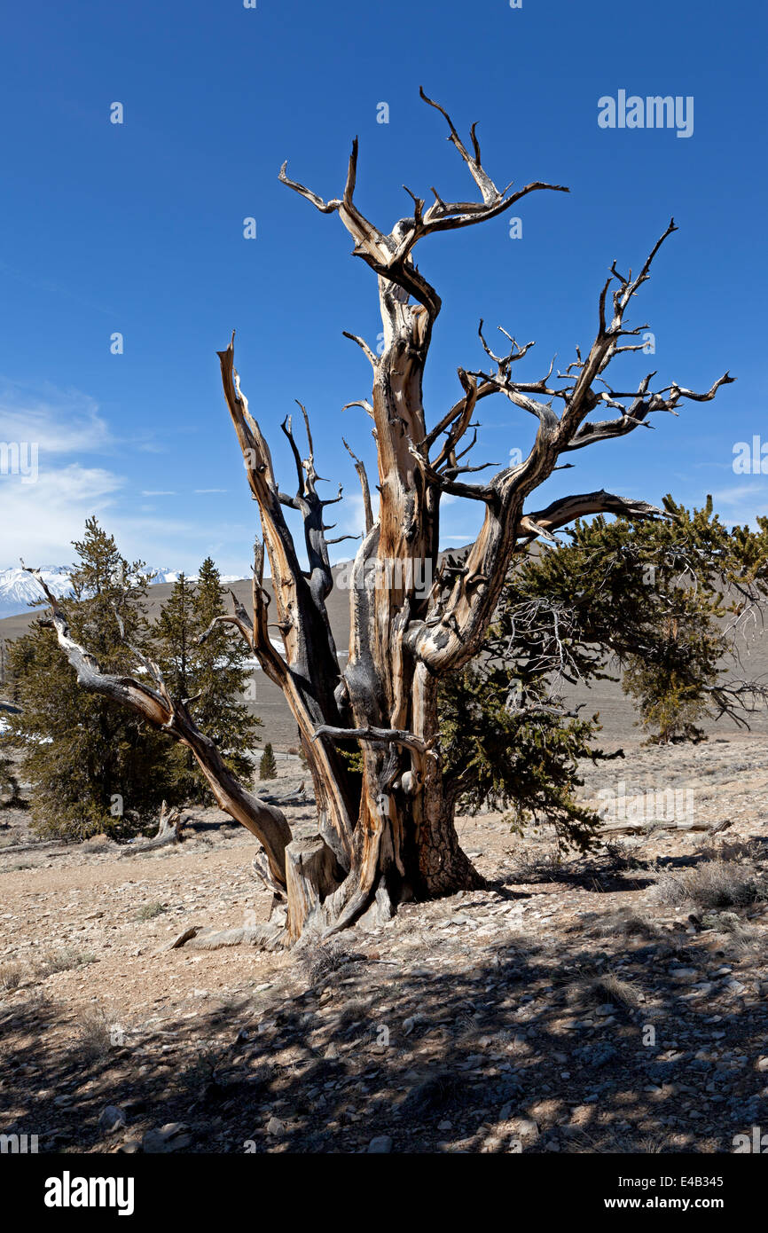 Bristlecone Pine Tree nella antica Bristlecone Pineta nella parte orientale della California's White Mountains. Foto Stock