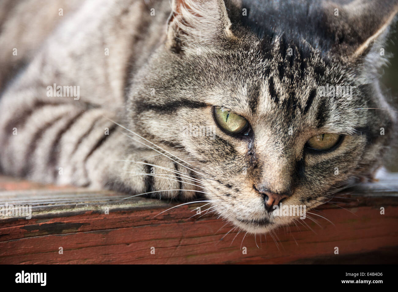 Fissare il gatto su un tavolo da picnic a Neels Gap lungo l'Appalachian Trail vicino a Blairsville, Georgia. (USA) Foto Stock