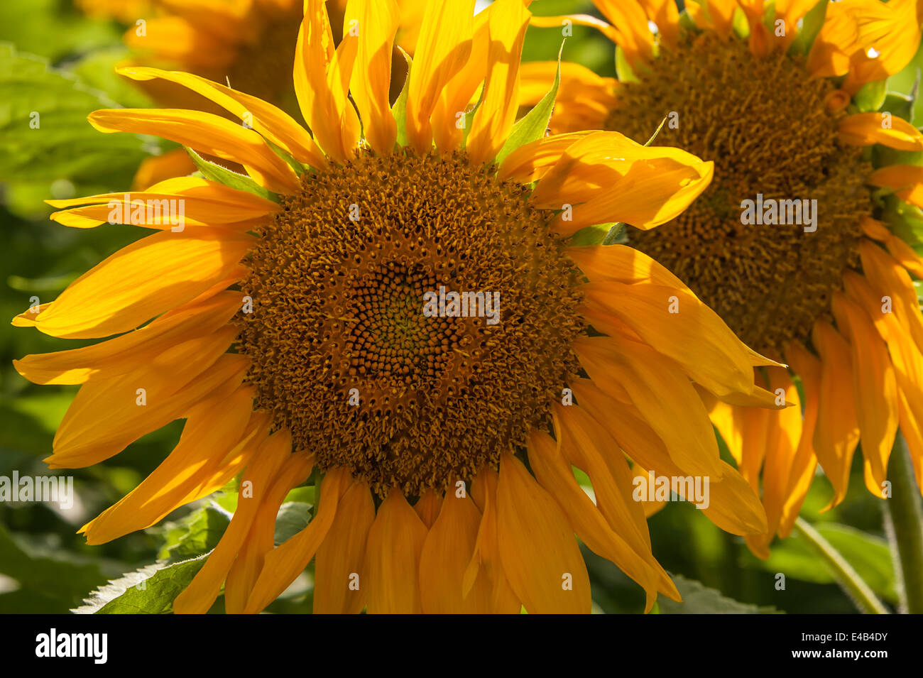 Primo piano di un girasole retroilluminati da sole del tardo pomeriggio in Blue Ridge Mountains del North Georgia. Stati Uniti d'America. Foto Stock