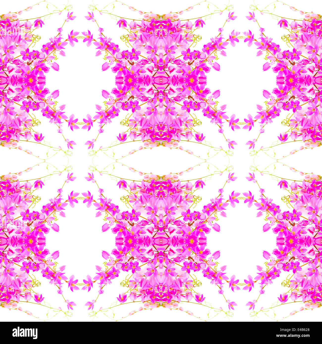 Bellissimo fiore rosa, Antigonon leptopus o corallo rosa vitigno, isolato su uno sfondo bianco Foto Stock