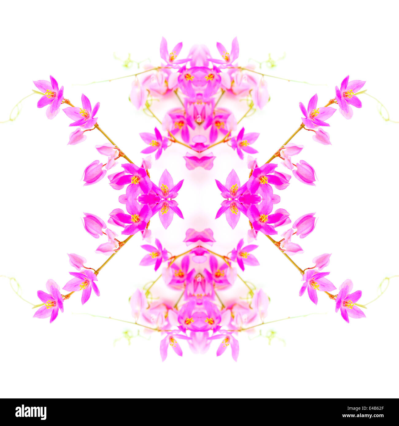 Coloratissimi fiori rosa, rosa Vine o Coral vite (Antigonon leptopus), isolata su uno sfondo bianco Foto Stock