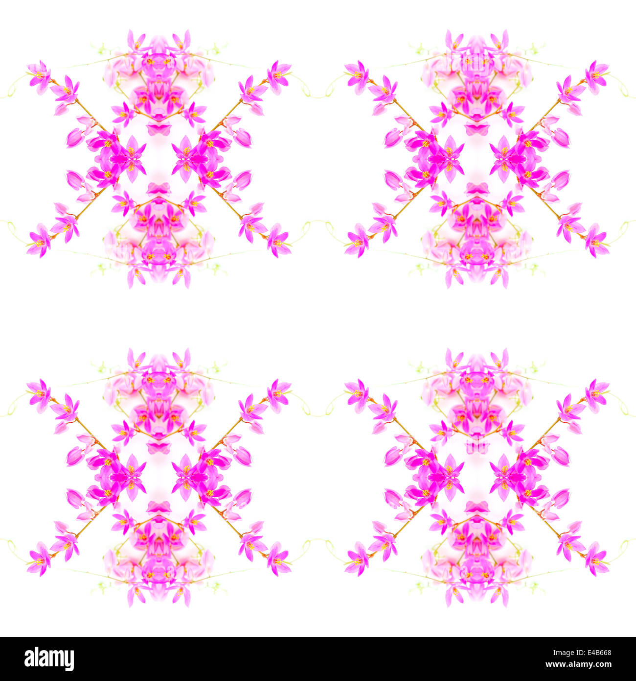 Coloratissimi fiori rosa, rosa Vine o Coral vite (Antigonon leptopus), isolata su uno sfondo bianco Foto Stock