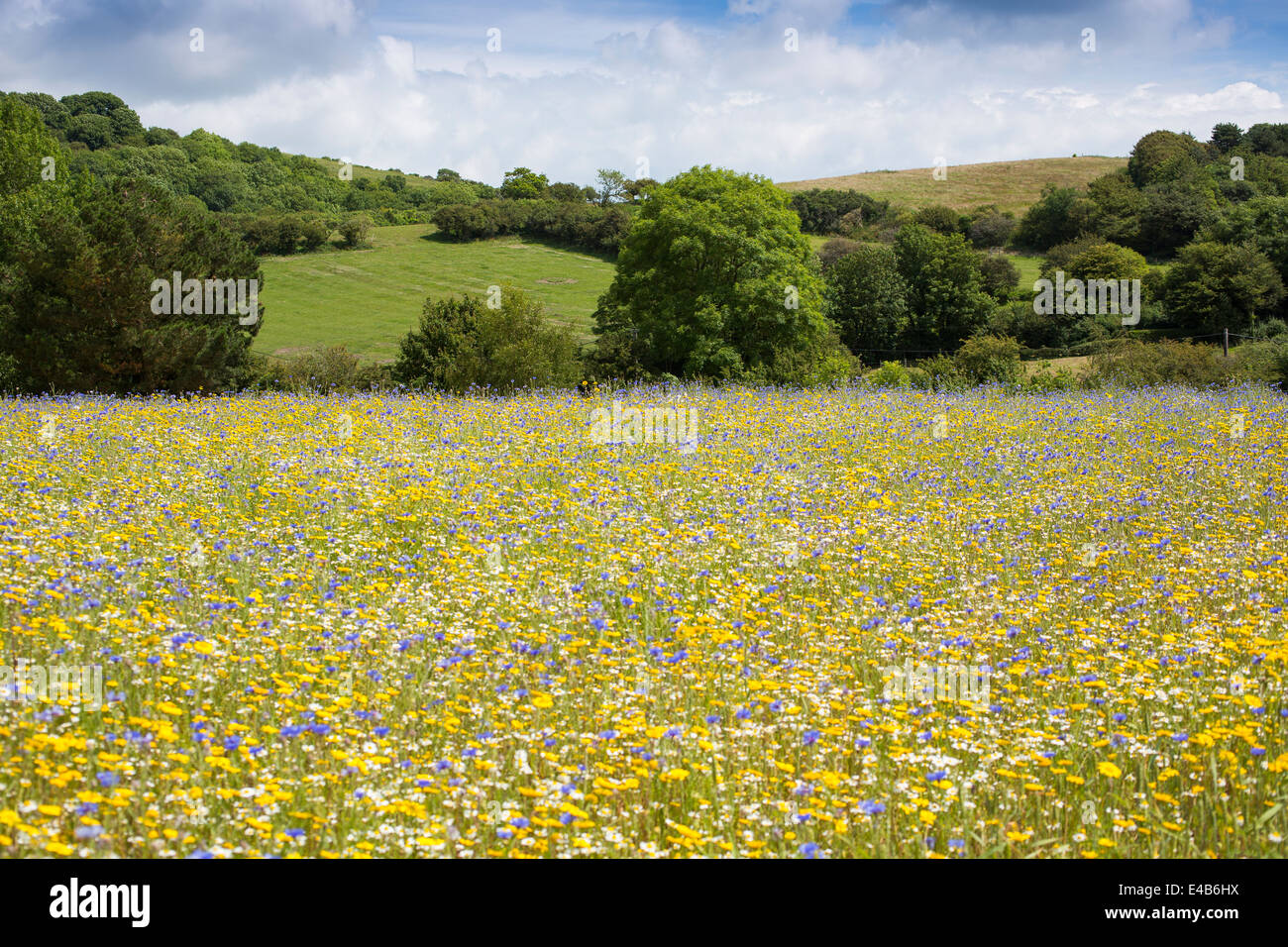 Prati di fiori selvatici presso l'Isola di Wight aglio Farm contro un cielo blu su una soleggiata giornata estiva. Foto Stock