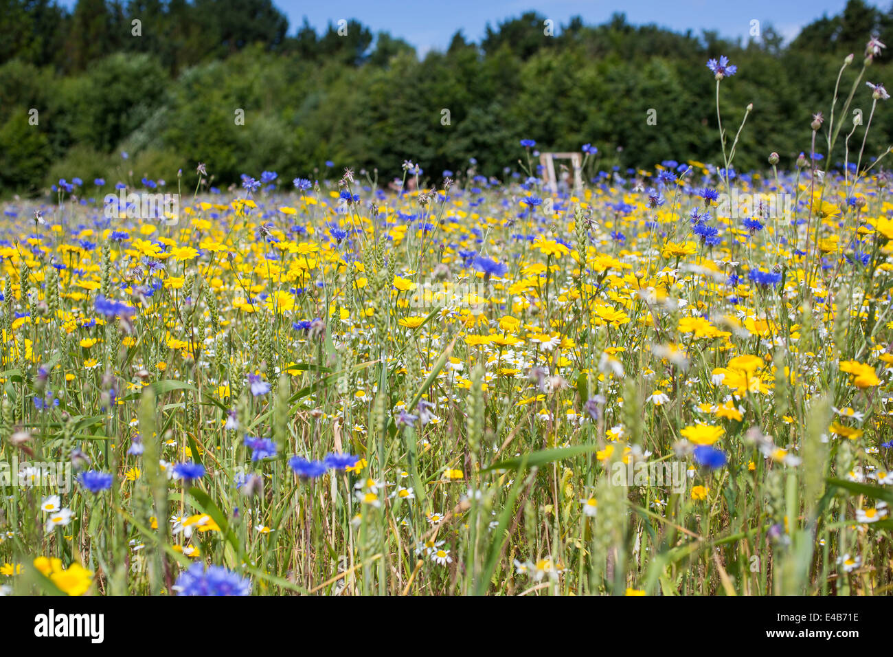 Prati di fiori selvatici presso l'Isola di Wight aglio Farm contro un cielo blu su una soleggiata giornata estiva. Foto Stock