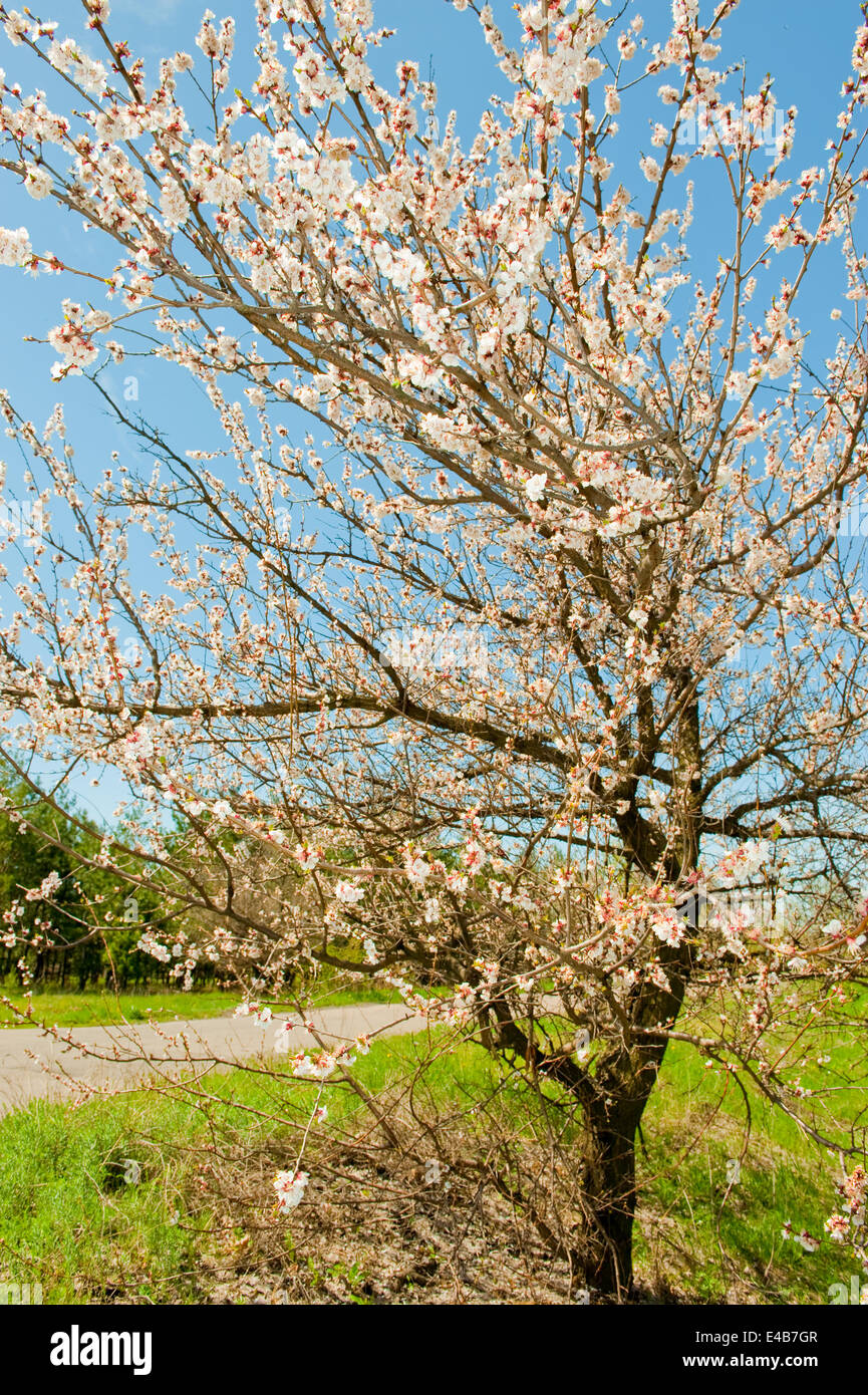 Fioritura albero a molla Foto Stock