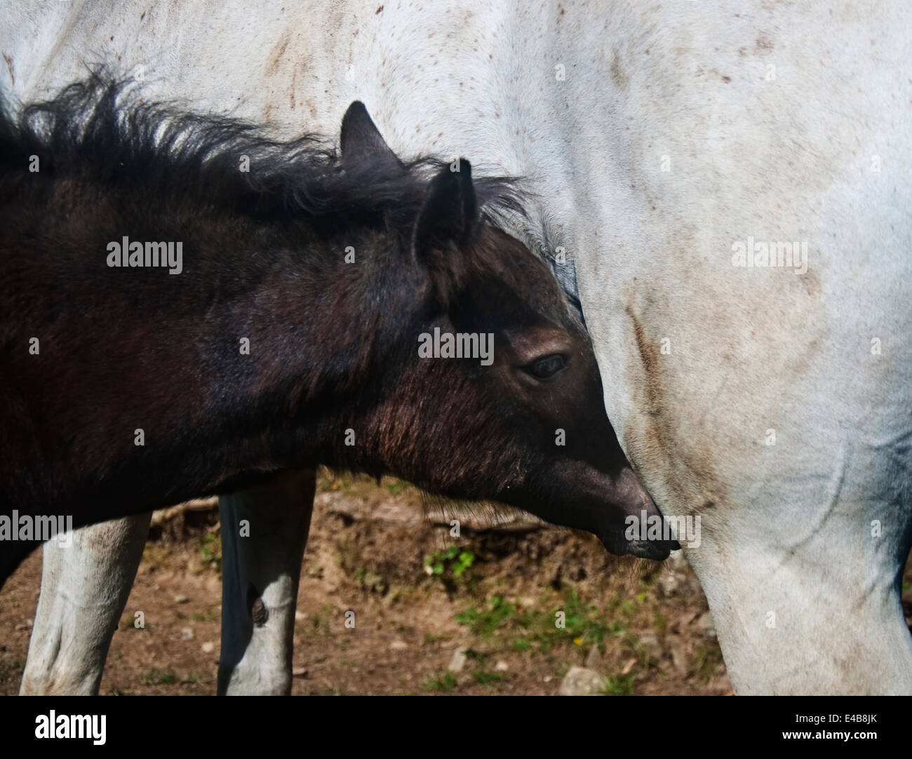 Horse puledro tenendo il latte dalla sua mamma. Ritratto. Close up. Foto Stock
