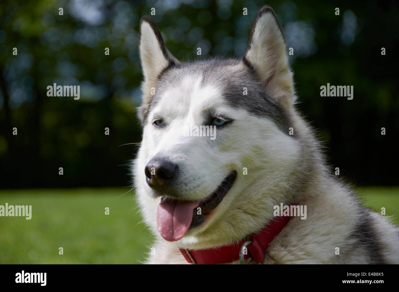 Un cane in un campo / cantiere di esercizio Foto Stock
