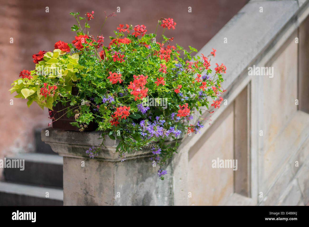 Fiori che sbocciano in pentola Wroclaw Town Hall Foto Stock