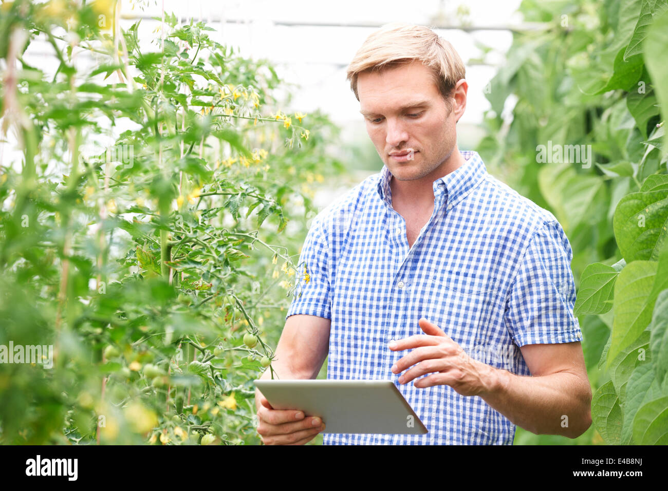 Agricoltore in serra controllo di piante di pomodoro con tavoletta digitale Foto Stock