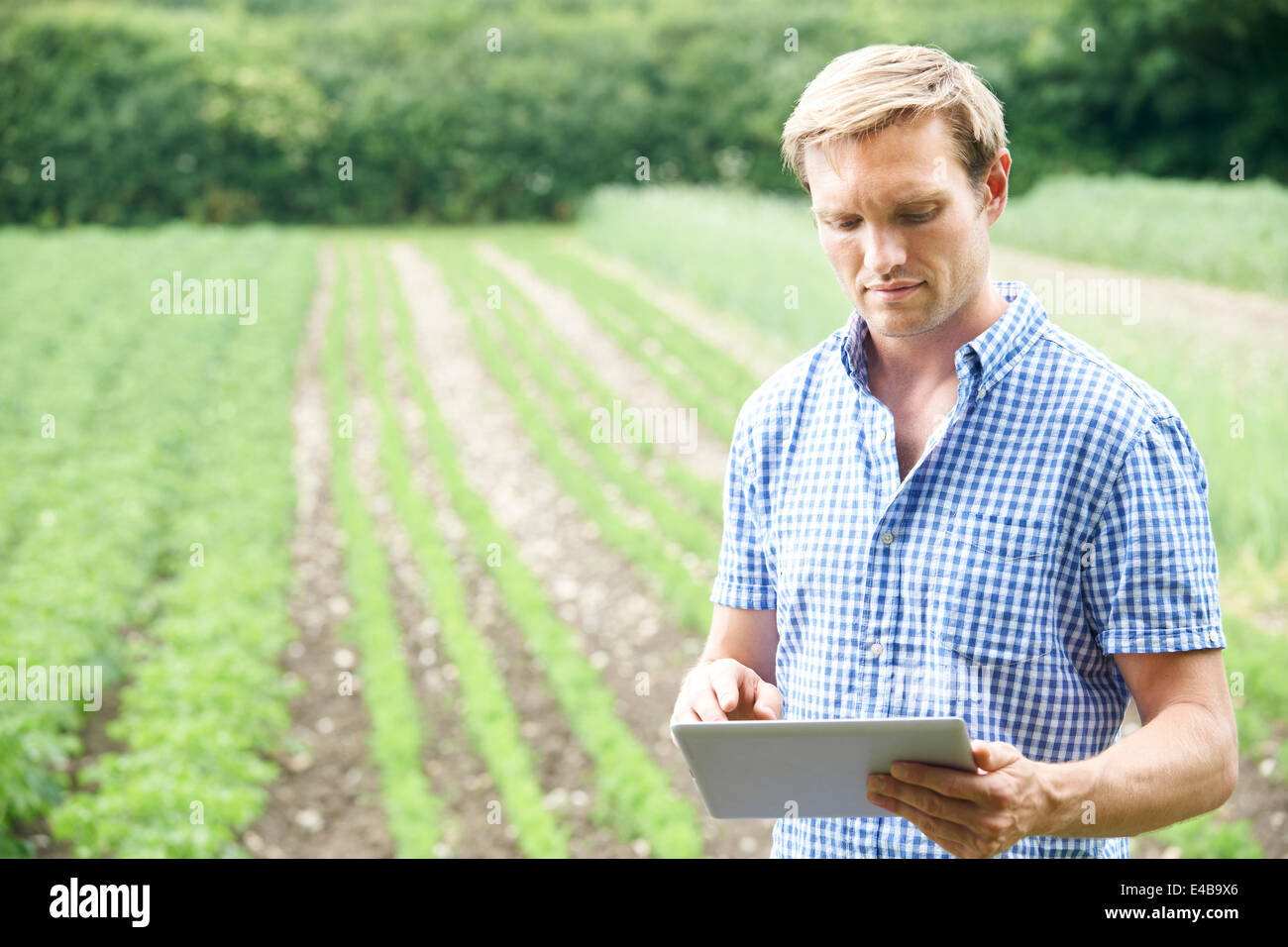 Imprenditore nel campo delle colture biologiche utilizzando tavoletta digitale Foto Stock