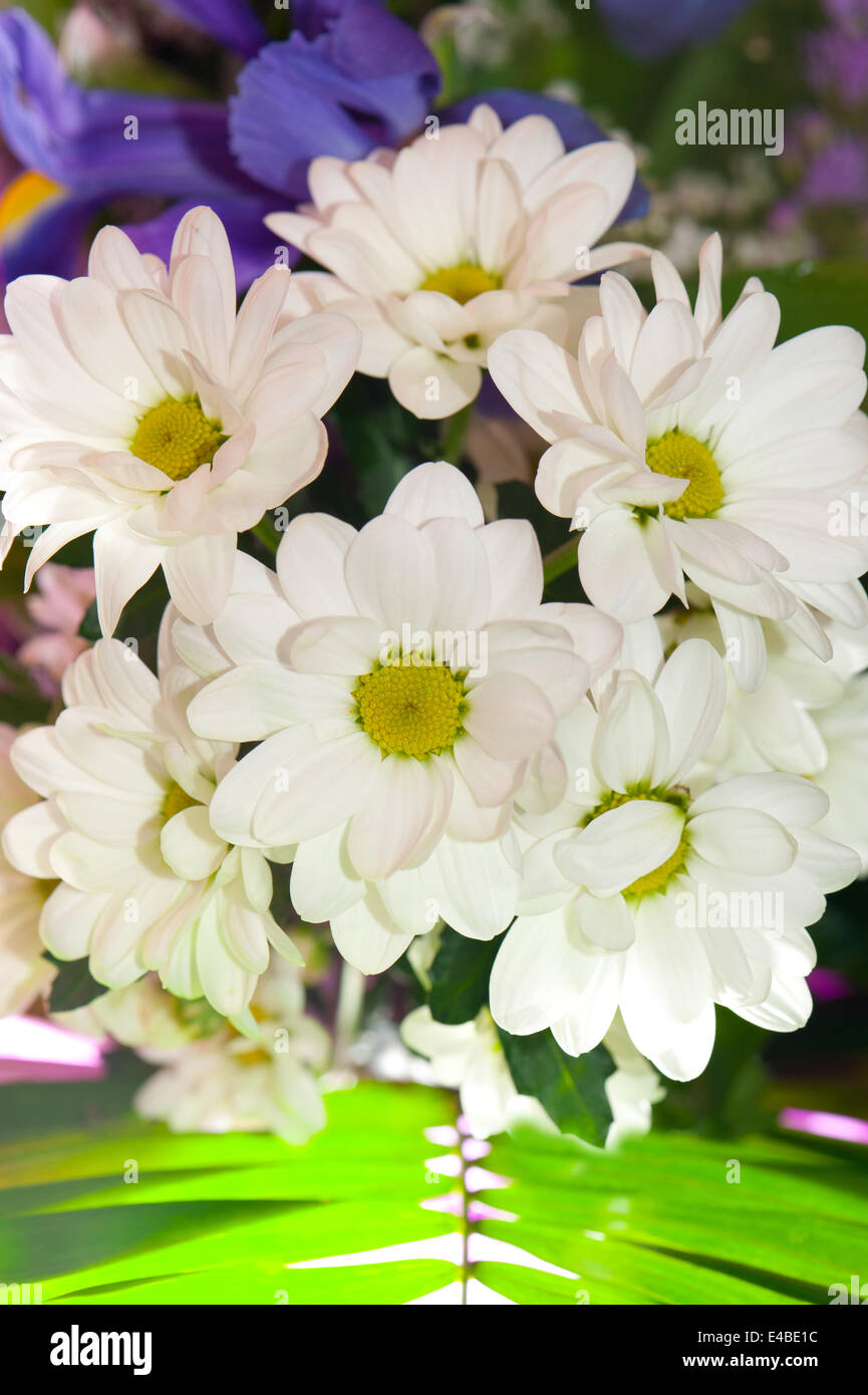 Mazzo di bianchi crisantemi Foto Stock