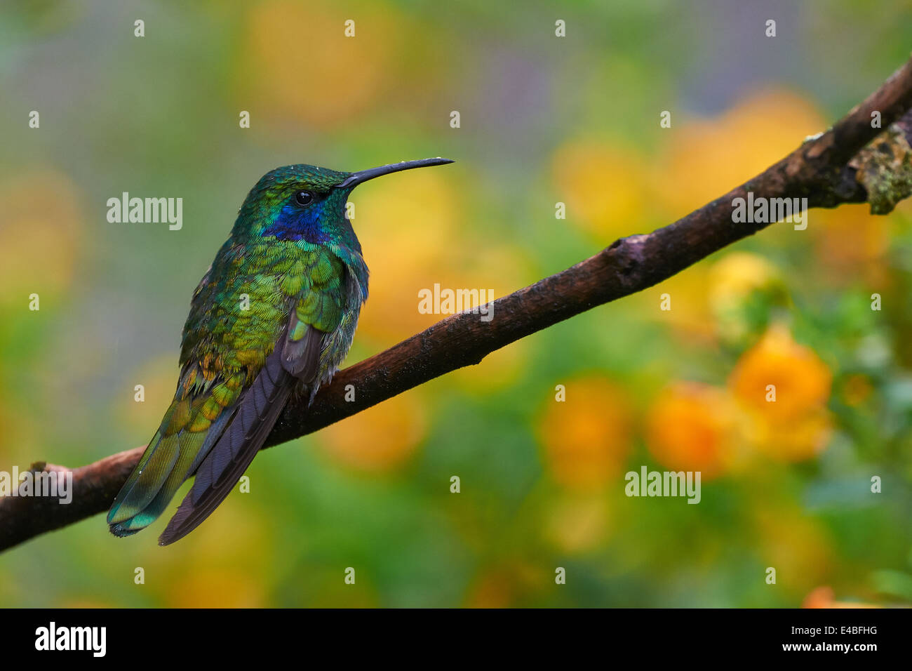 Verde Violet sentire Hummungbird arroccato con fiori arancione in background Foto Stock