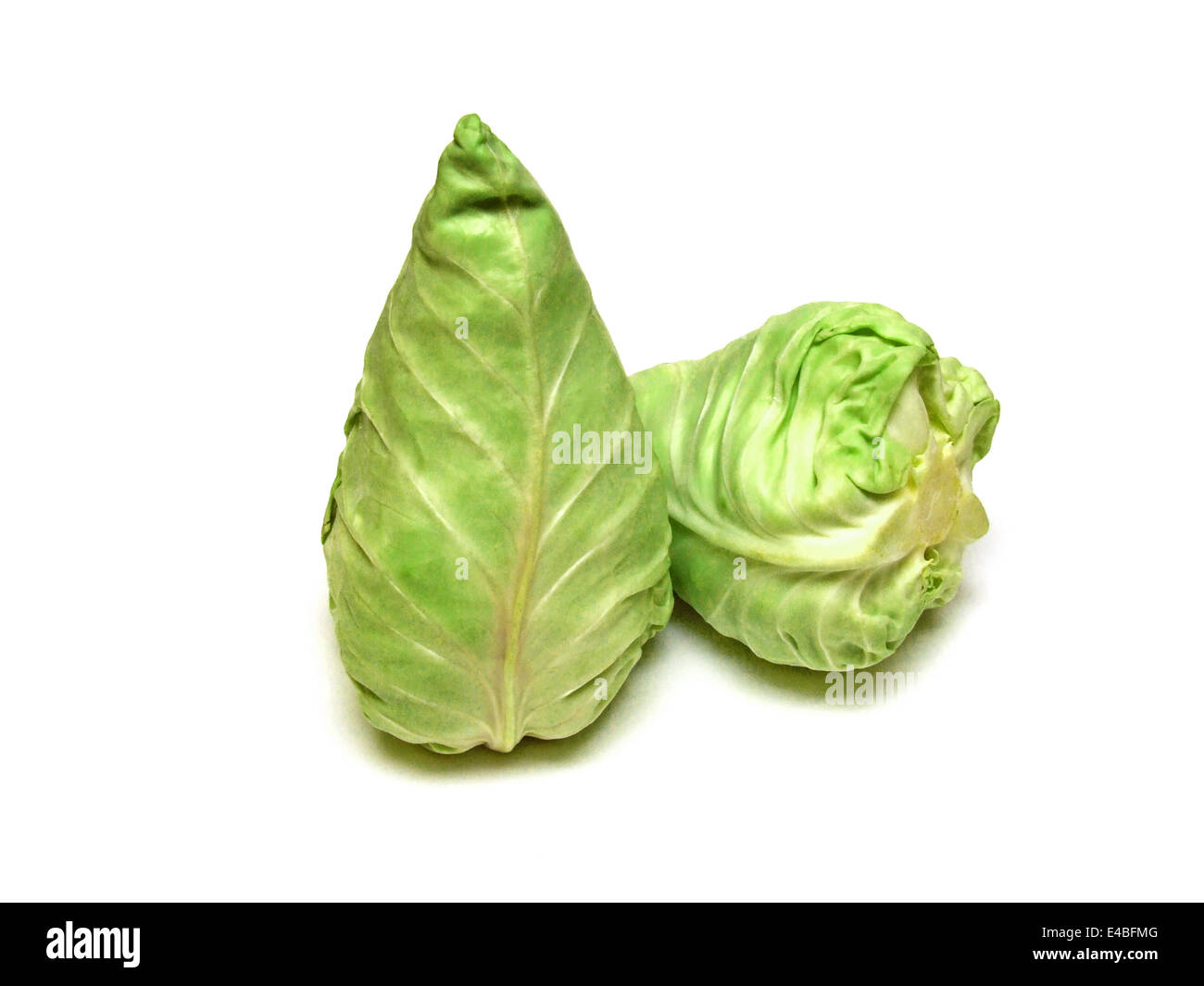 Cavolo cappuccio appuntito (Brassica oleracea) Foto Stock