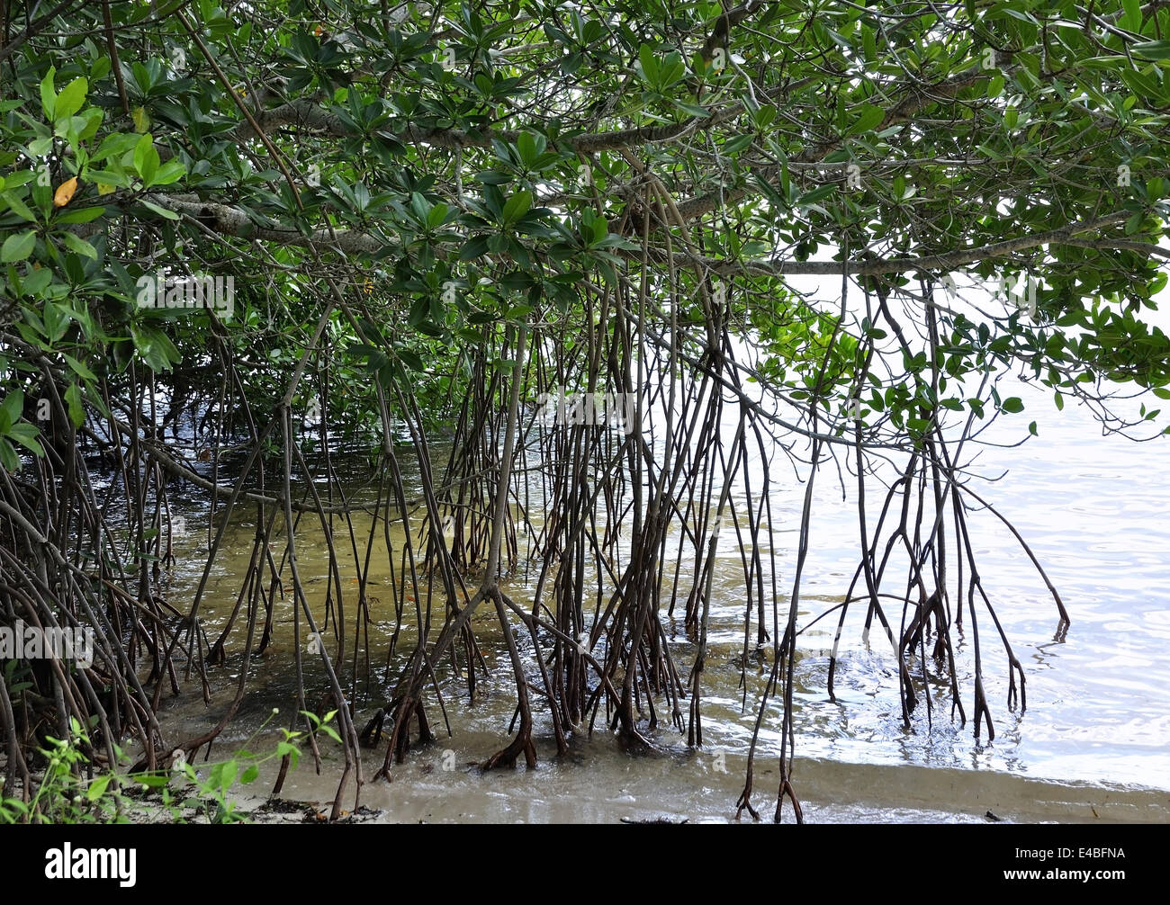 Foresta di mangrovie Foto Stock