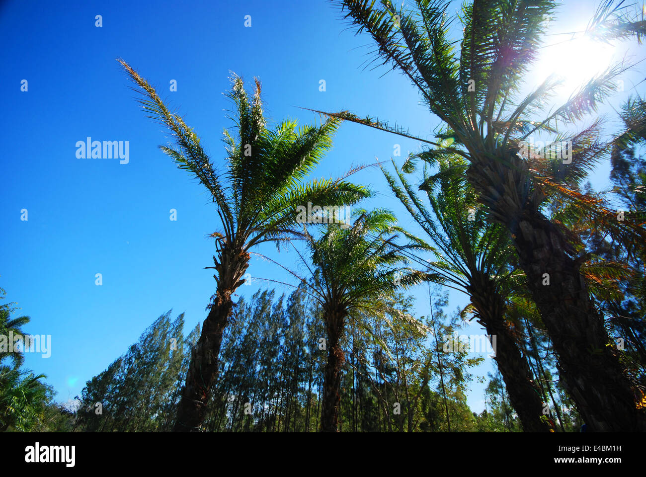 Manny plam alberi ed un cielo blu Foto Stock
