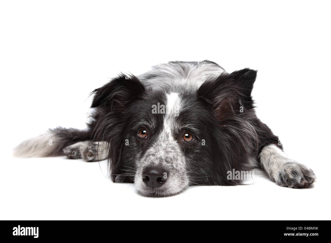 Collie di bordo Foto Stock