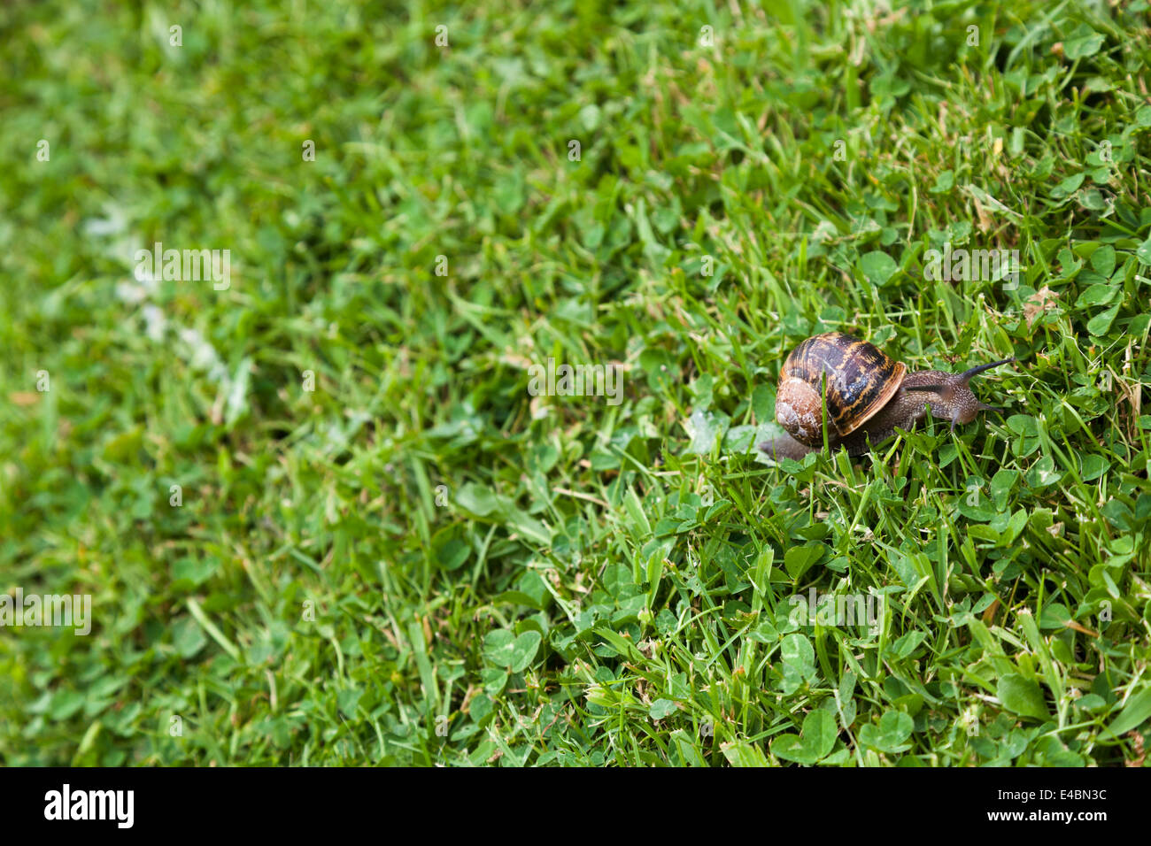 Il giardino e la lumaca è slime muco sentiero su erba e trifoglio prato. Foto Stock