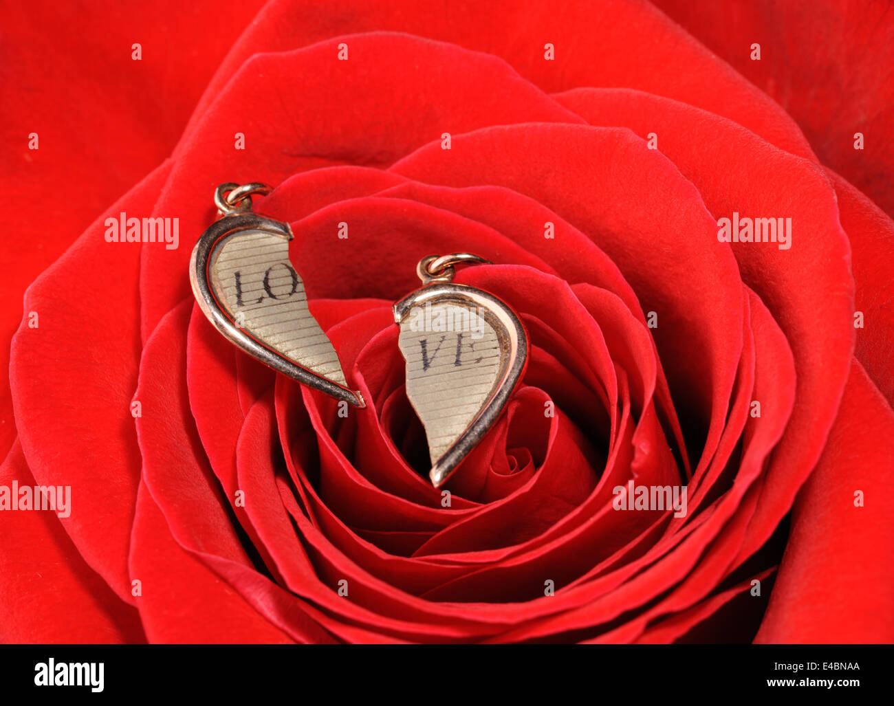 Rotto cuore d'oro in una rosa rossa Foto Stock