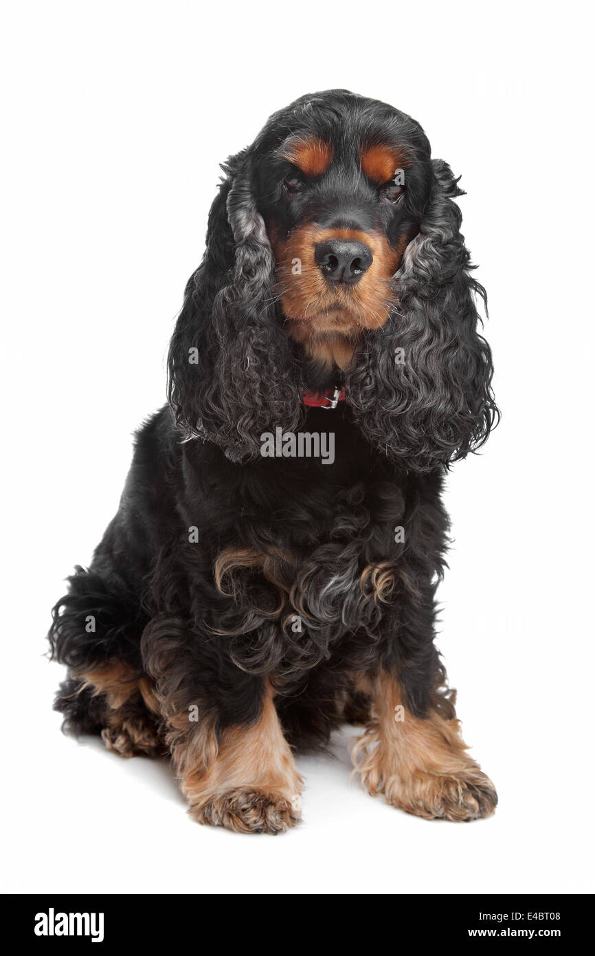 English Spaniel Black Tan Immagini E Fotos Stock Alamy