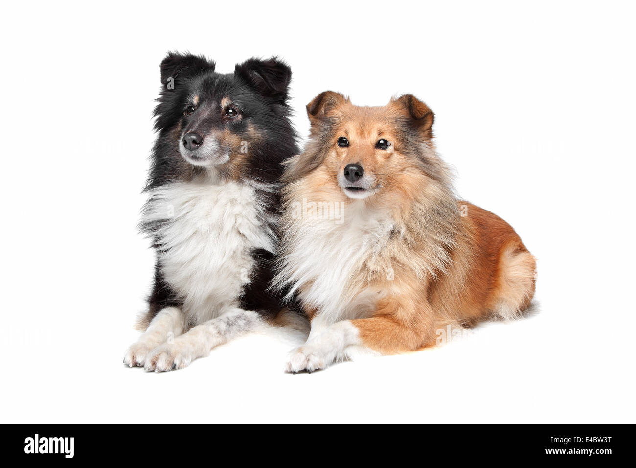 Sheepdog Shetland, Sheltie Foto Stock