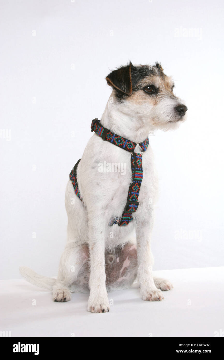 Cane è usura cablaggio del cane Foto Stock