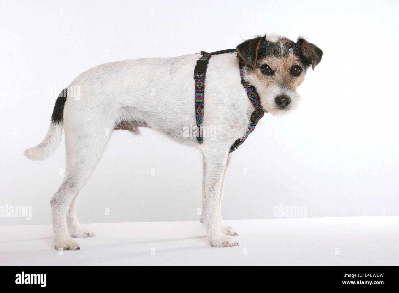 Cane è usura cablaggio del cane Foto Stock