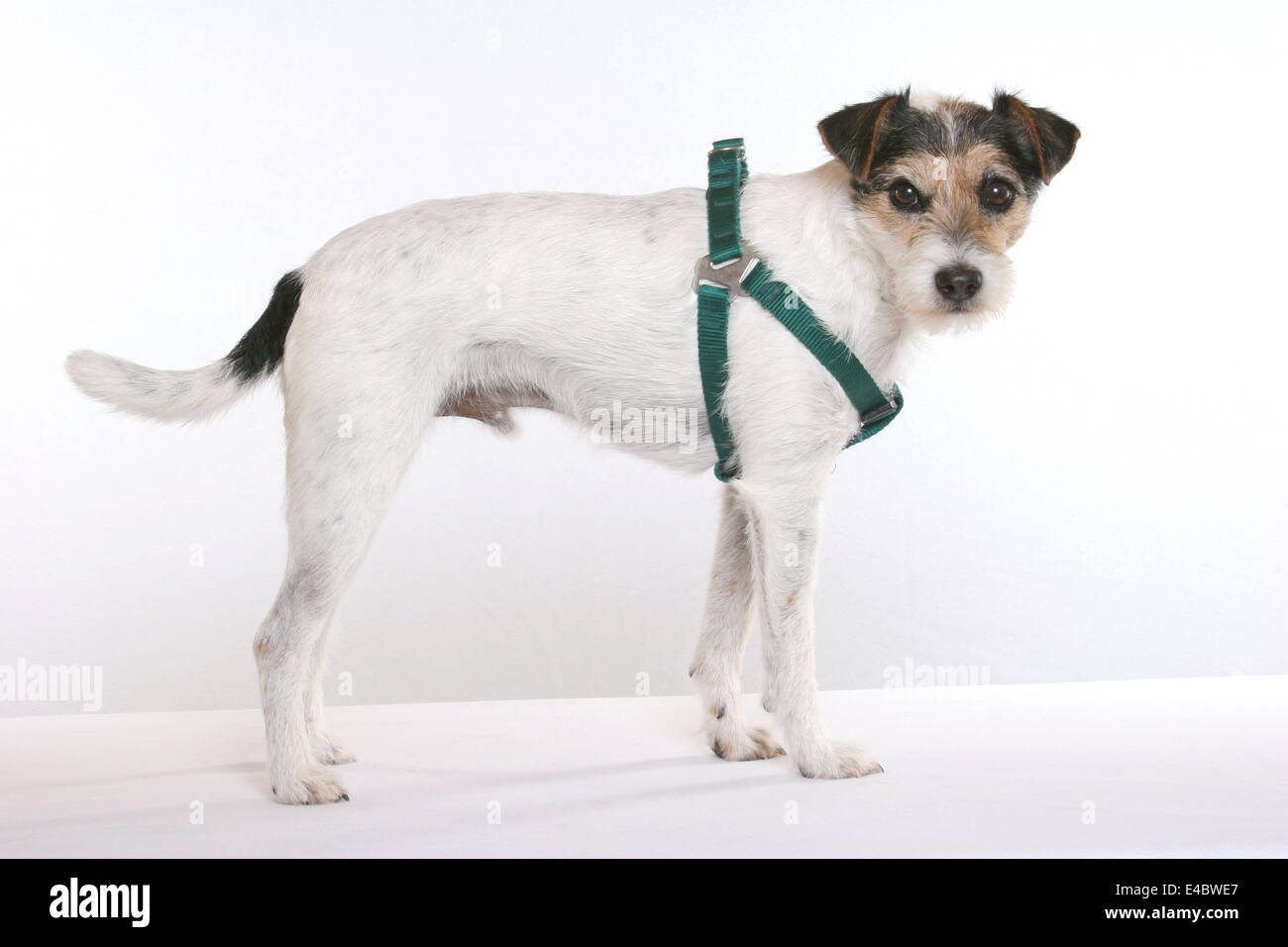 Cane è usura cablaggio del cane Foto Stock