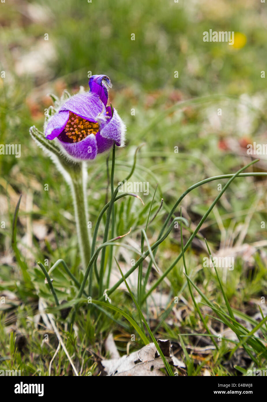 Viola pasque Alpine, fotografata nei pressi di Montecenisio nella Val di Susa, Piemonte, Italia. Foto Stock