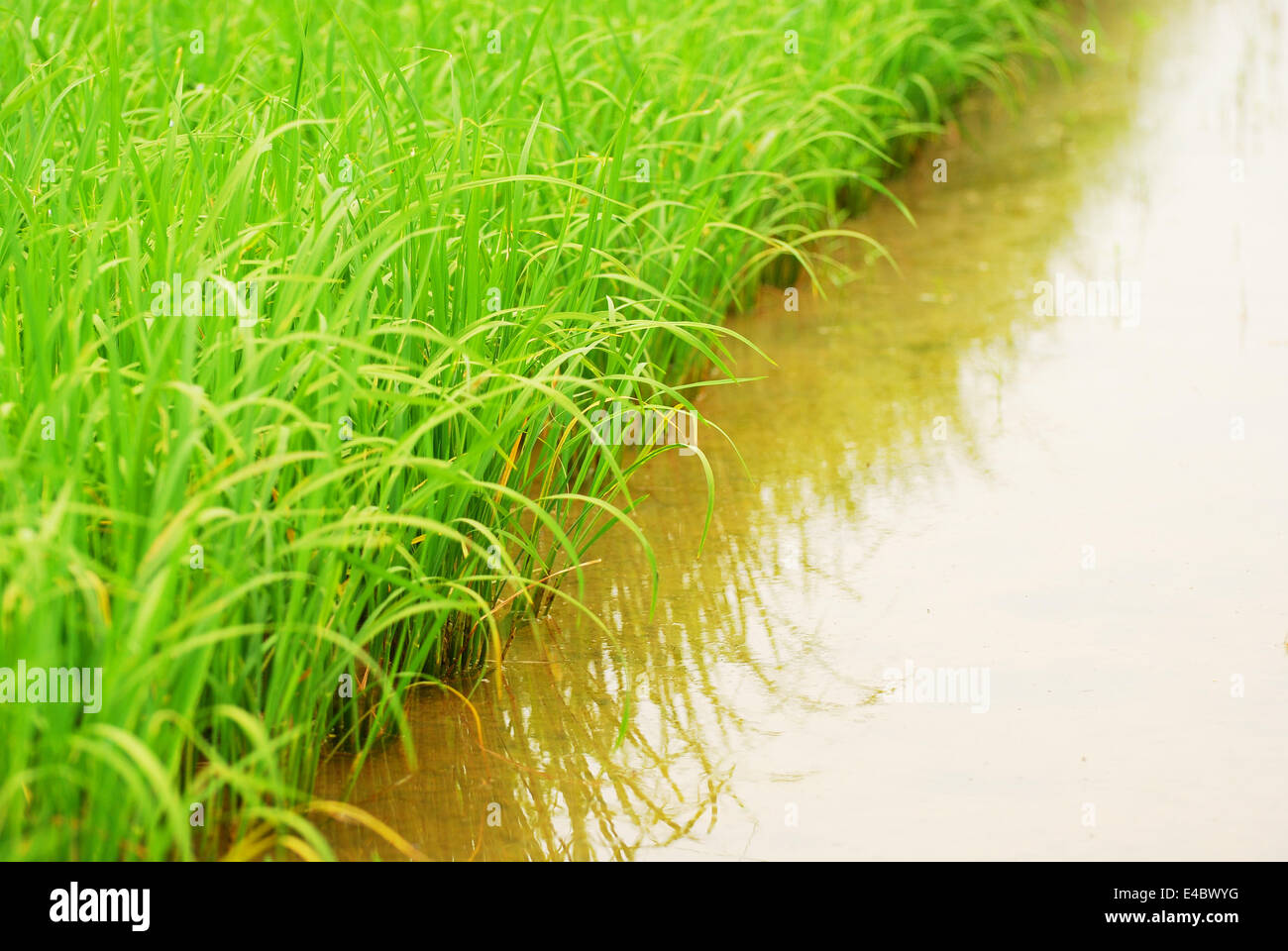 Riso verde vicino fino Foto Stock