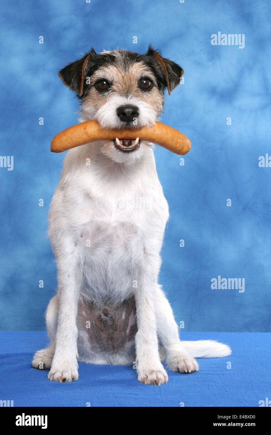 Cane con la salsiccia in bocca Foto Stock