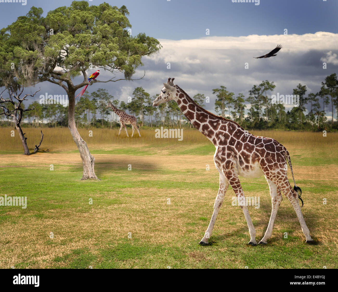 Paesaggio con le giraffe Foto Stock