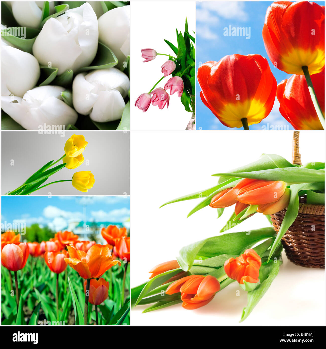 Di colore giallo brillante e tulipani rossi Foto Stock