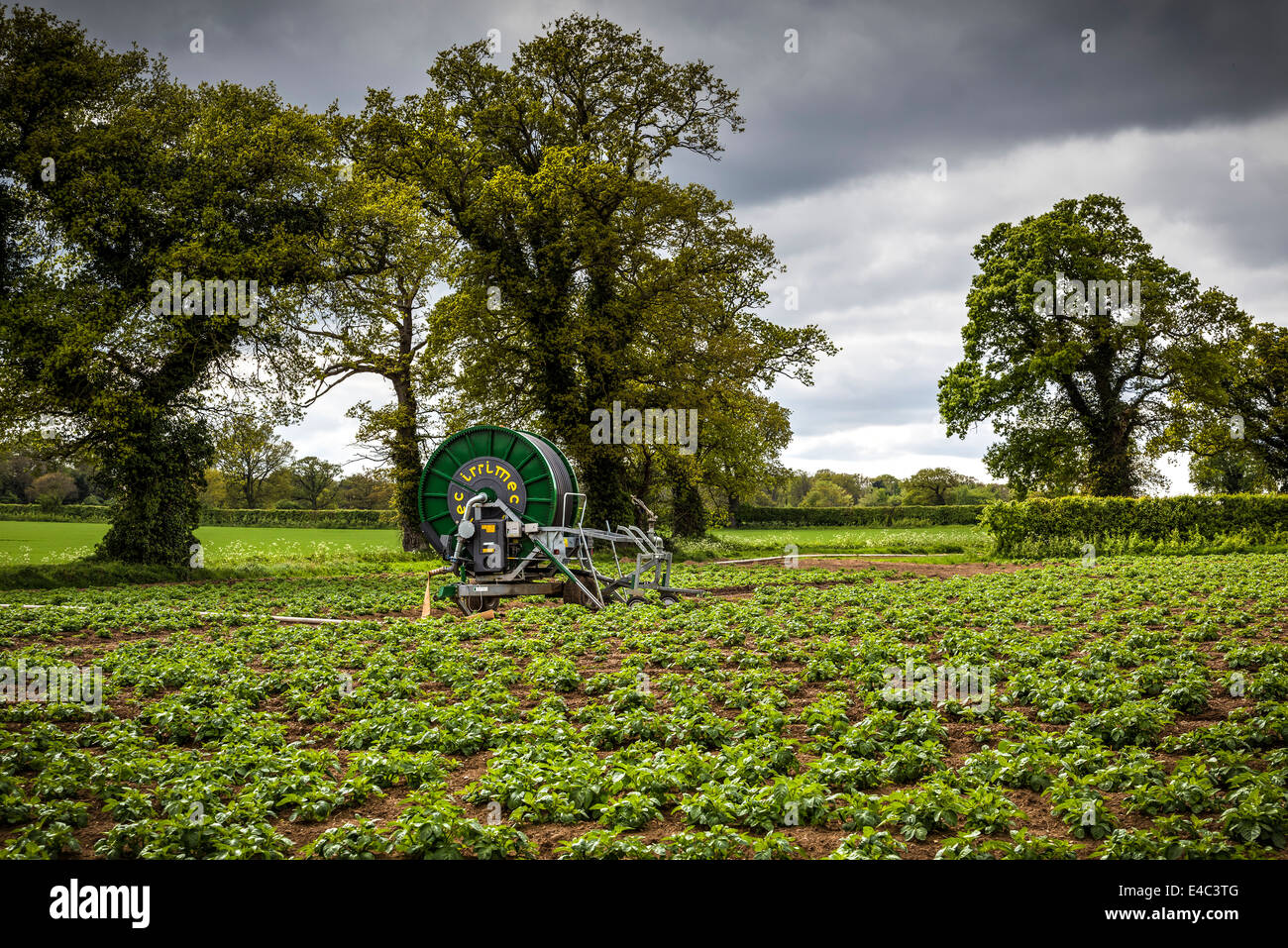 Raccolto di mobile di un sistema di irrigazione pronto per l'uso su una farm di Norfolk, Regno Unito. Molto nuvoloso giorno. Foto Stock
