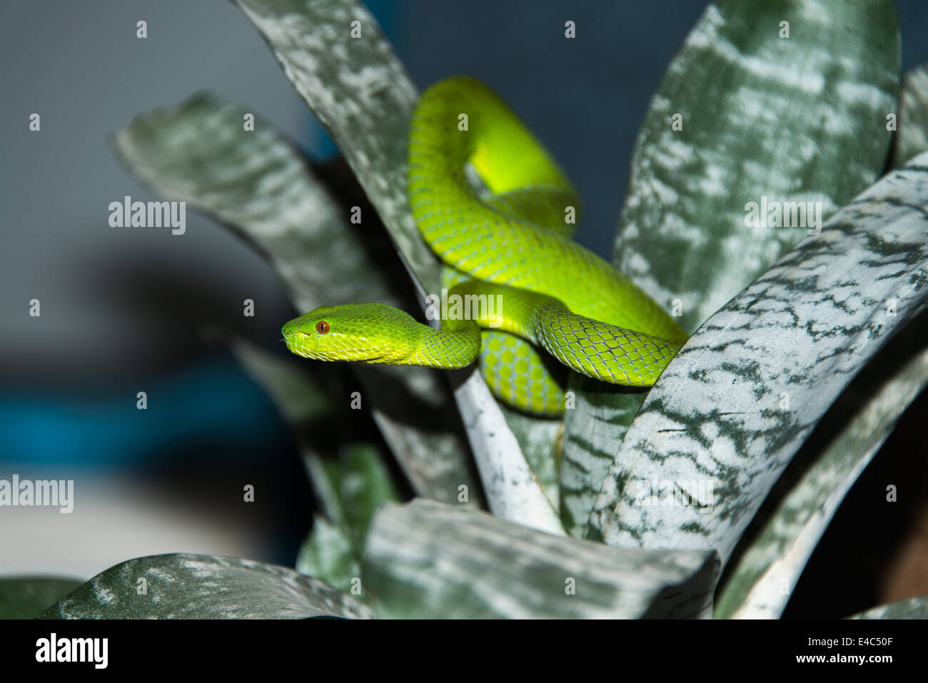 Con gli occhi rossi Papi Pit Viper, Trimersurus trigonochephalus, arricciata in impianto, dopo versando la pelle Foto Stock