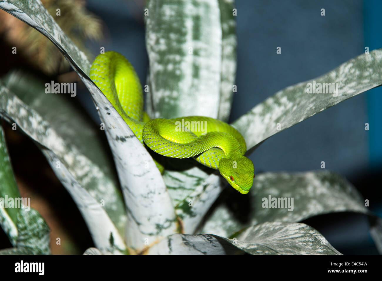 Con gli occhi rossi Papi Pit Viper, Trimersurus trigonochephalus, arricciata in impianto, dopo versando la pelle. Foto Stock