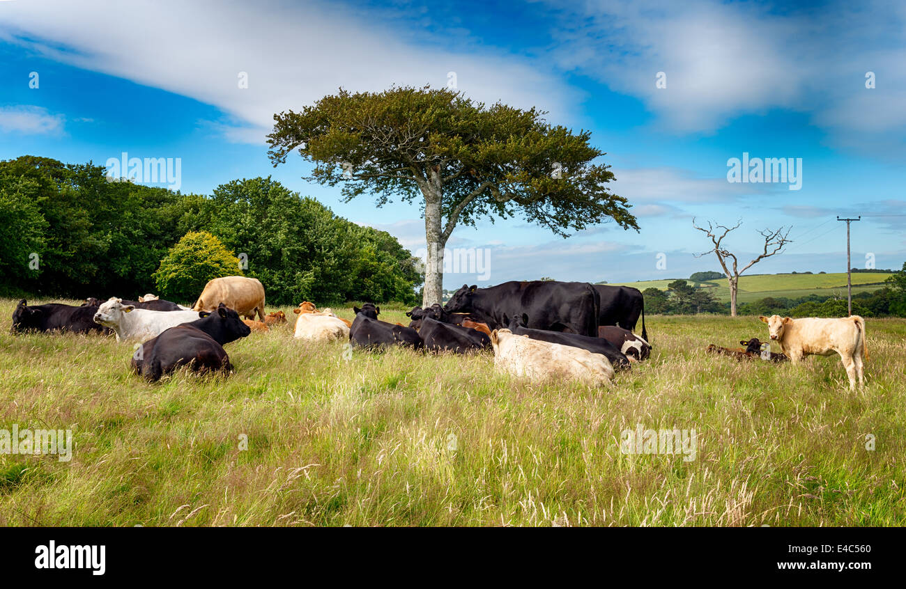 Le vacche sotto un albero nella campagna inglese in giugno a testa Gribbin in Cornovaglia Foto Stock
