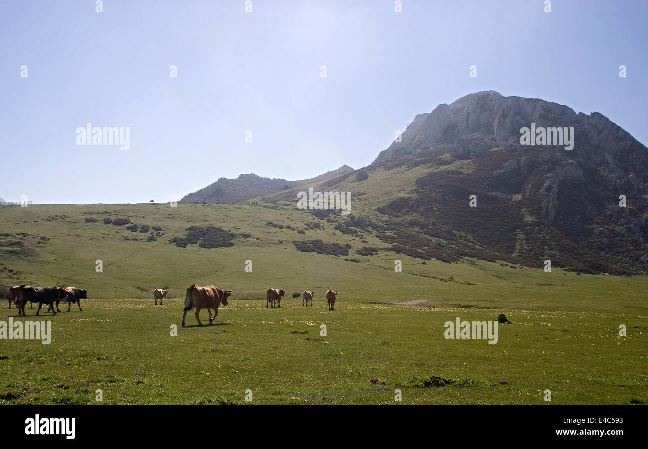 Lagos de Covadonga, Picos de Europa mountain, Cantabria e Asturias Provincia, Spagna Foto Stock