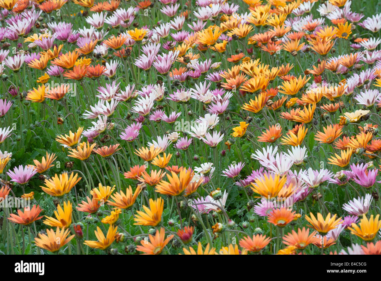 Osteospermum colorati, African daisy, fiori in piena fioritura. Foto Stock