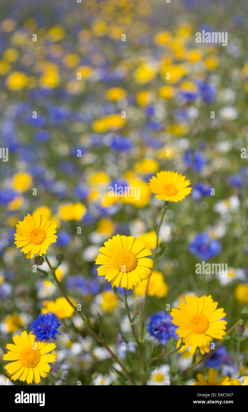 Prati di fiori selvatici in fiore in un caldo giorno d'estate e di sole sull'Isola di Wight in Inghilterra. Foto Stock