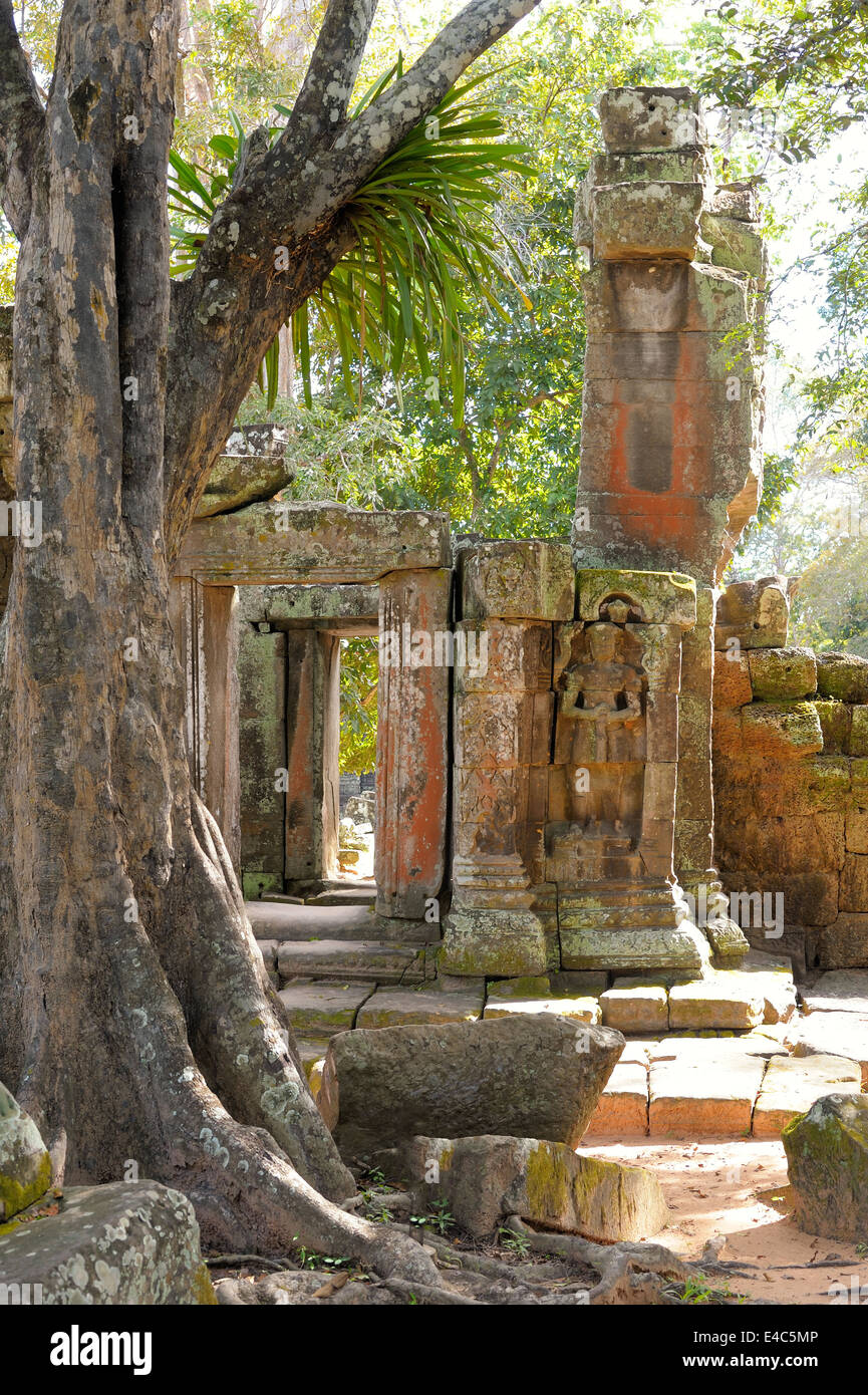 Rovine nella foresta entro la città di Angkor sotto le luci del mattino Foto Stock