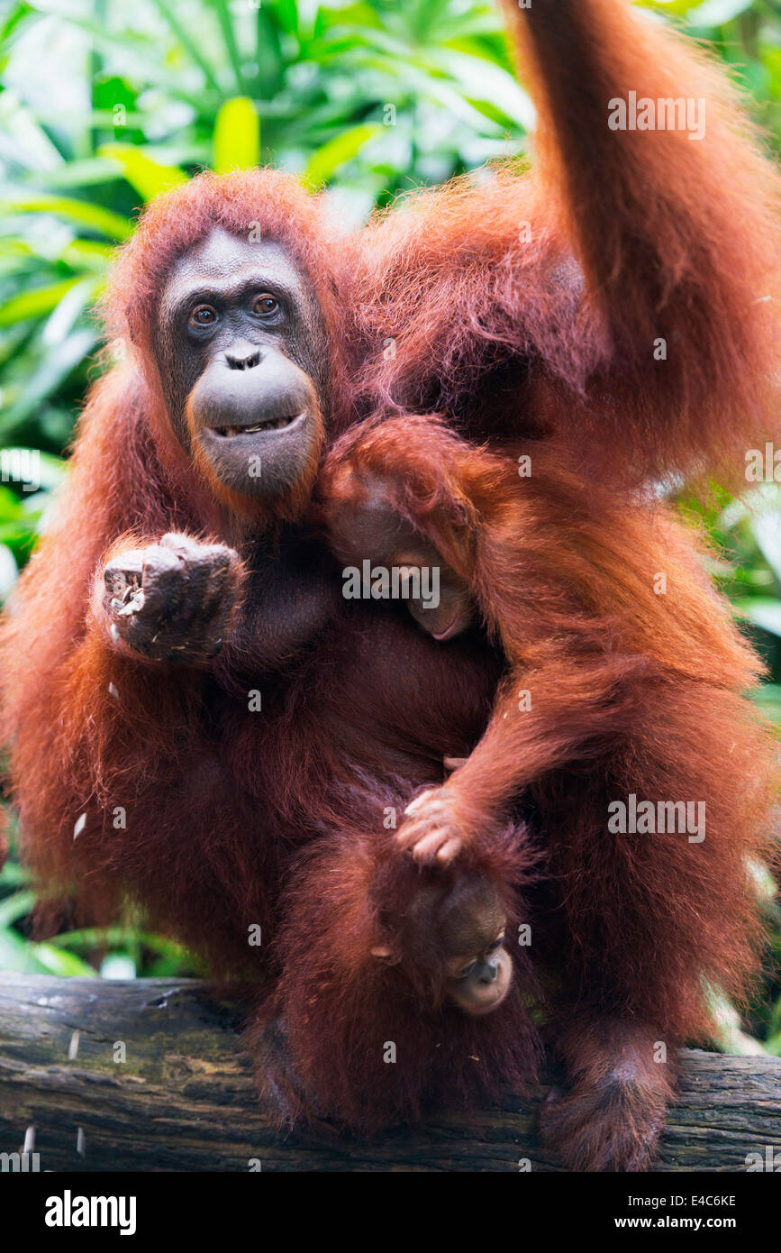 Il Sud Est asiatico, Singapore, Singapore Zoo, Orangutan (Pongo borneo) Foto Stock
