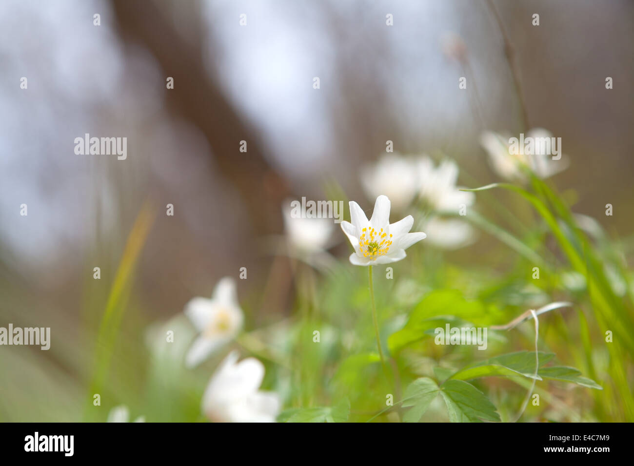 Snowdrop anemone fiore nella foresta di primavera Foto Stock