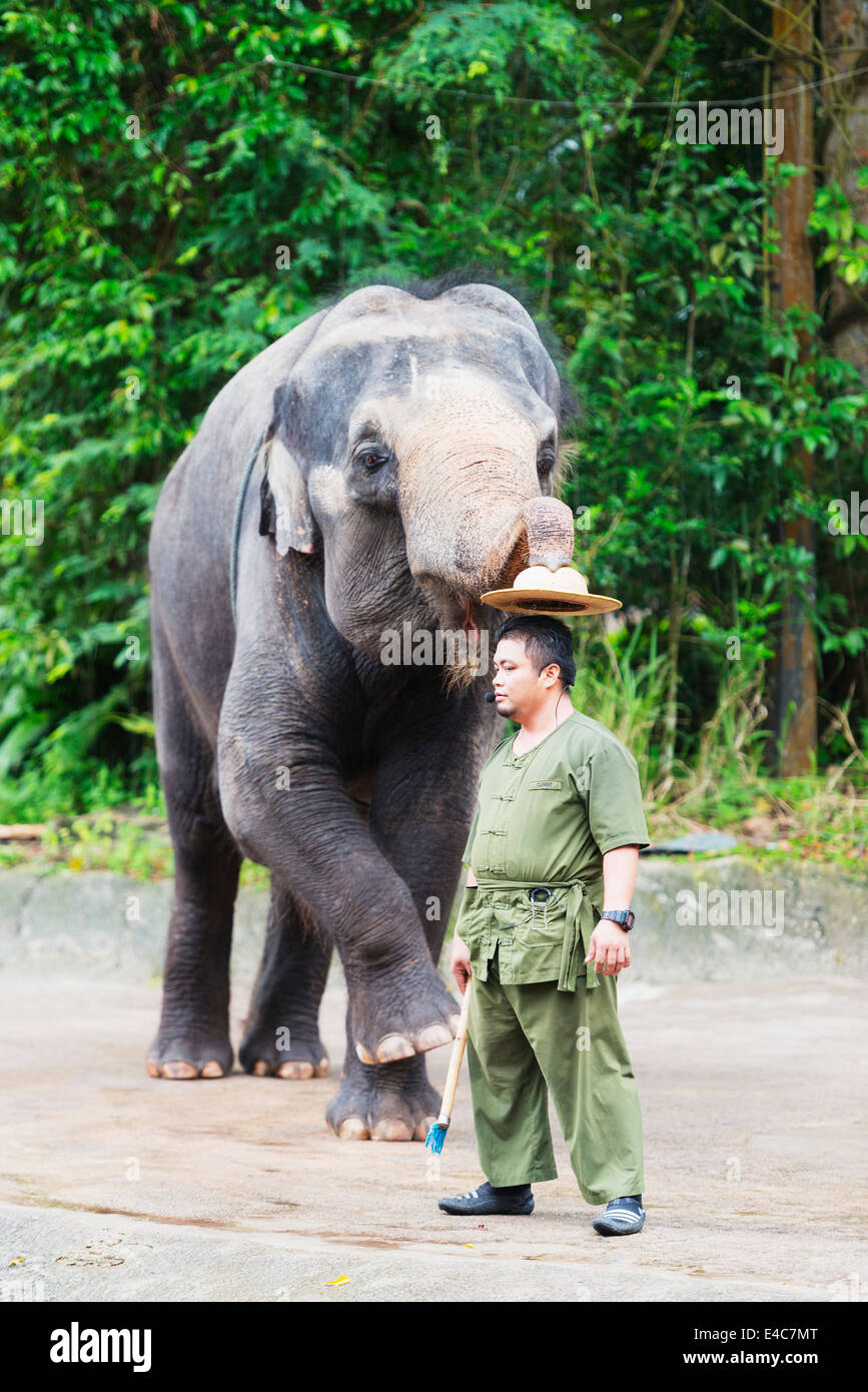 Il Sud Est asiatico, Singapore, Singapore Zoo, elefante (Elephas maximus maximus) Foto Stock