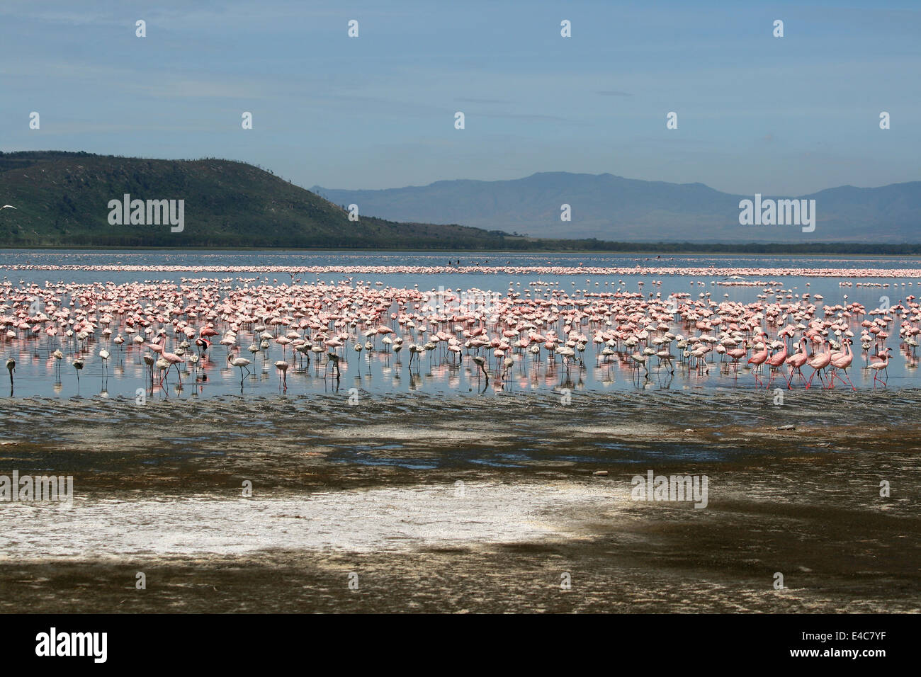 Un sacco di colorati fenicotteri a Nakuru Lake, Kenya Foto Stock