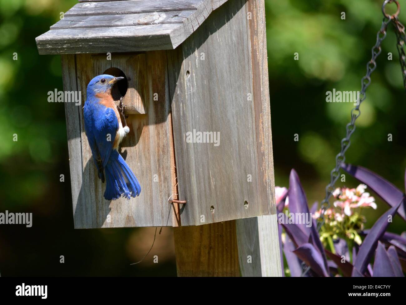 Eastern bluebird alimentazione dei giovani Foto Stock