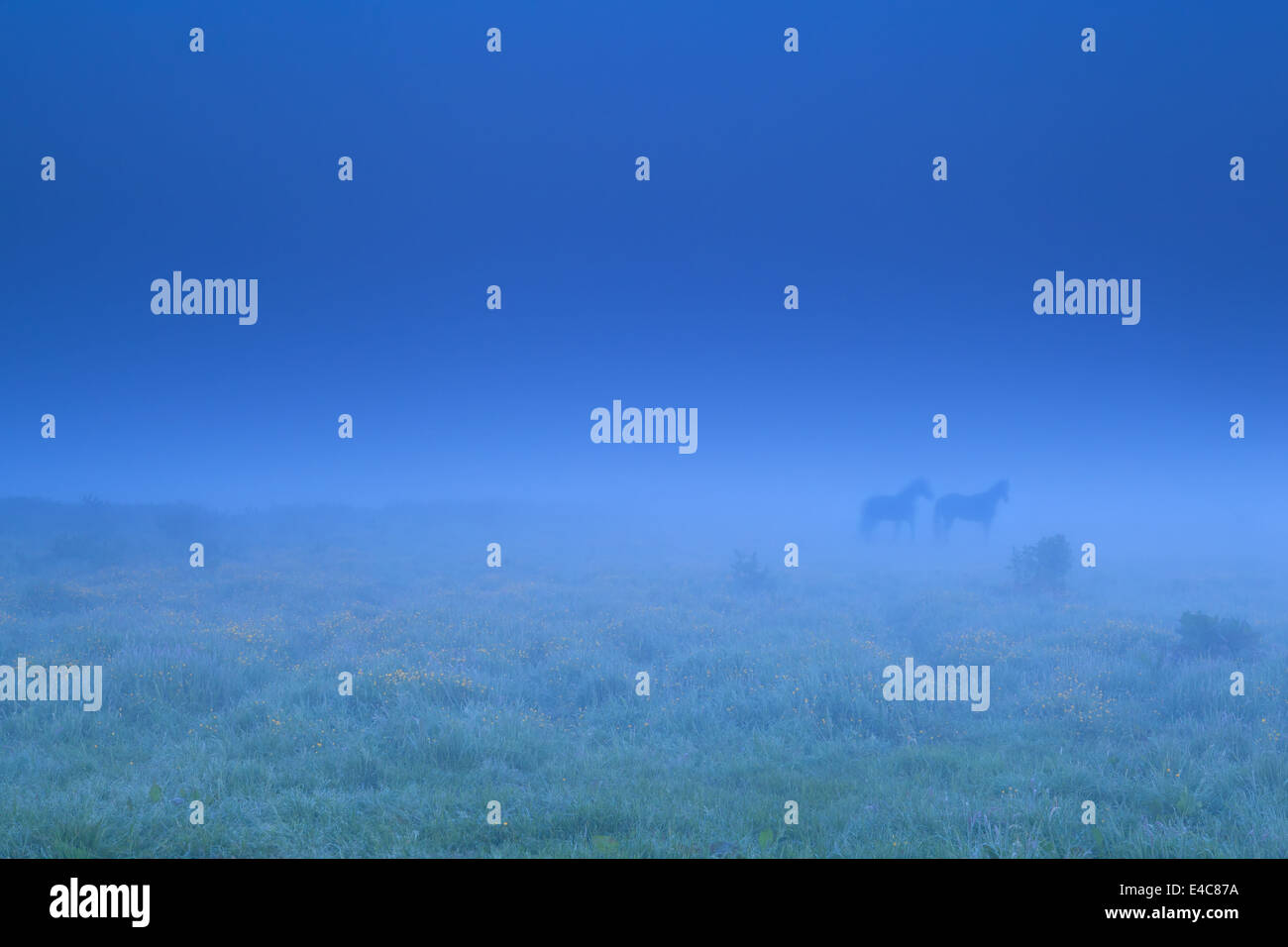 Due ombre a cavallo nella fitta nebbia del tramonto Foto Stock