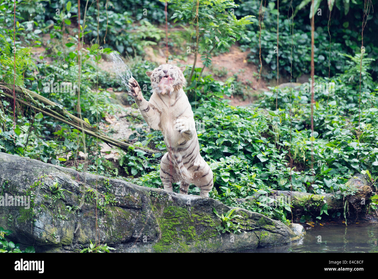 Il Sud Est asiatico, Singapore, Singapore Zoo, Panthera tigris tigris tigre bianca Foto Stock