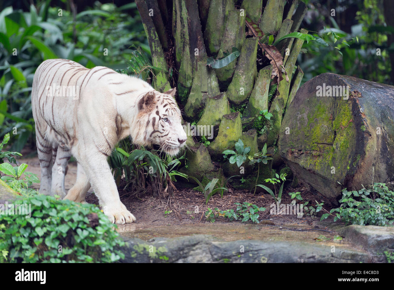 Il Sud Est asiatico, Singapore, Singapore Zoo, Panthera tigris tigris tigre bianca Foto Stock