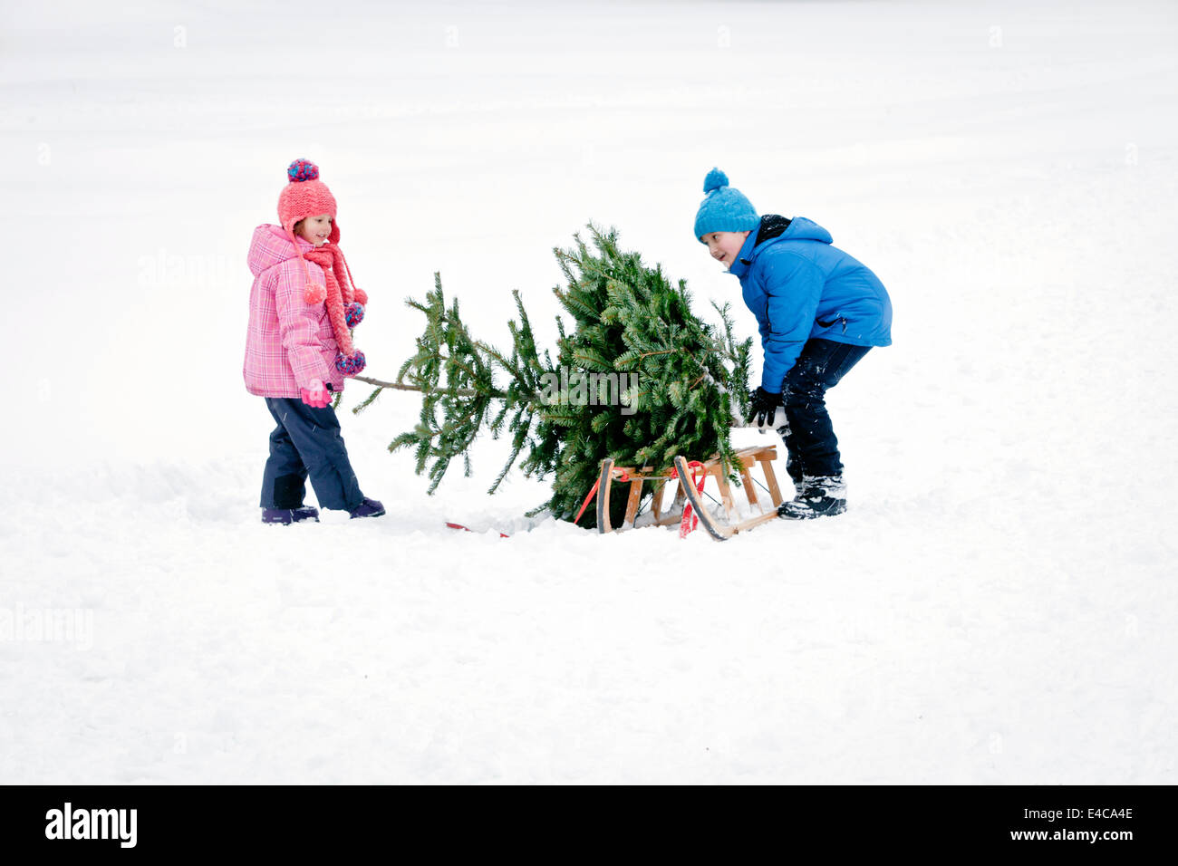 Fratello e Sorella e tirando la slitta con albero di Natale nel paesaggio innevato, Baviera, Germania Foto Stock