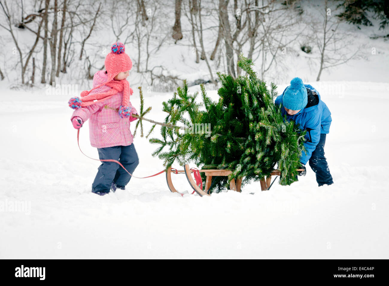 Fratello e Sorella e tirando la slitta con albero di Natale nel paesaggio innevato, Baviera, Germania Foto Stock